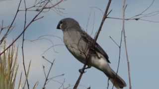 Plumbeous Seedeater  Sporophila plumbea  Parque Natural El Tuparro [upl. by Shirk]