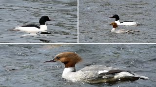 Goosander Common Merganser  Male and Female in Breeding Plumage [upl. by Ocramed]