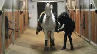 TOP dressage pony for sale SOLD [upl. by Alieka]