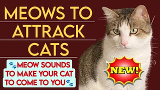 Meows to attract cats 🐱 MEOW Sounds to make your Cat to come to you [upl. by Guenna]