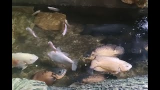 Albino Oscar Red Oscar Albino Red Oscar Copper Oscar Pacu Albino Pacu Albino Giant Gourami [upl. by Rambert]