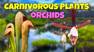 🌺🌿 We Discovered AMAZING Wild Orchids and Carnivorous Plants in Florida 🔍🦟 [upl. by Allistir]