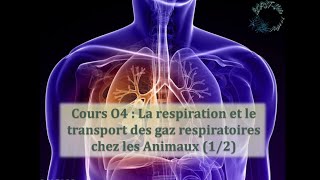 Cours O4  La respiration et le transport des gaz respiratoires chez les animaux 12 [upl. by Leake533]