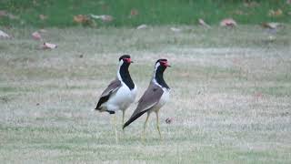 Redwattled lapwing mating [upl. by Elodia]