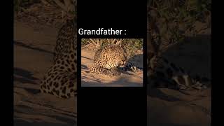 Big cat roar family version viralvideo youtubeshorts [upl. by Bricker]