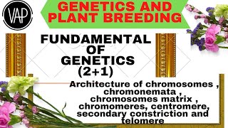 Architecture Of Chromosome Chromere Chromosome Matrix Centromere Secondary Constrction And Telomere [upl. by Rekoob]