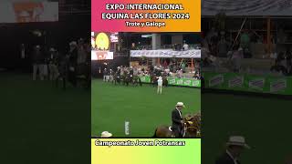 POTRANCAS TROTONAS LAS FLORES 2024 trote shortsvideo horse equitacion caballos [upl. by Stanford934]