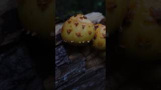 Лускатка золотиста Pholiota aurivella mushroom nature wildmushrooms природа wildlife ліс [upl. by Lubba470]