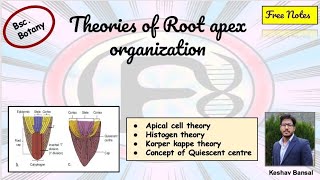 Theories of Root apex organization  Bsc  Free PDF notes  by VEX [upl. by Smailliw929]