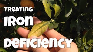 How to Identify amp Treat Iron Deficiency in Your Plants [upl. by Zorana]