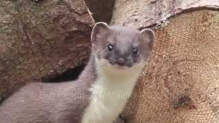 Springendes Hermelin  Jumping Stoat [upl. by Anwahs328]