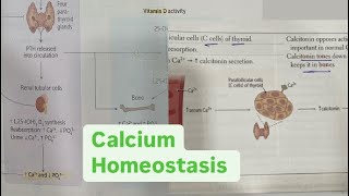 Calcium physiology Hindi neetpg firstaidusmle rapidrevisionseries inicet physiology [upl. by Karb339]