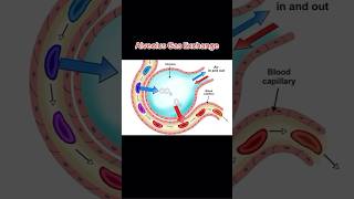 Alveolus Gas Exchange learning clinicaleducation science paramedic anatomy respiratorysystem [upl. by Friedrich86]