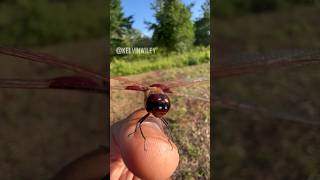 Red Saddlebags Dragonfly Handling [upl. by Assiron]