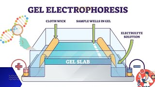 Electrophoresis  Gel electrophoresis technique  3d animation [upl. by Marji]