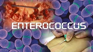 Enterococcus [upl. by Ellie470]