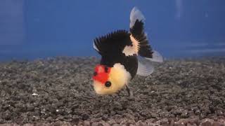 1213cm High Quality Oranda 10 [upl. by Ynar]