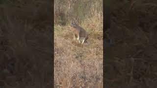 3006 Whitetail Deer Harvest shorts deerseason2023 doe 3006 dropped hunting harvest boom [upl. by Hurlow]