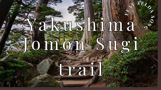 Yakushima  La randonnée de Jomon Sugi l’arbre millénaire  Sur le thème de Zelda  Japon 2019 [upl. by Brodench279]