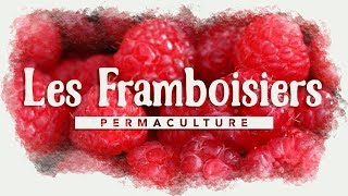 Comment avoir des framboisiers par centaines  permaculture [upl. by Ahsima995]