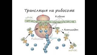 Белок синтезі Транскрипция Трансляция Процессинг Қазақша [upl. by Gildas340]