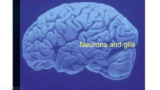 Introduction to neurophysiology 3 [upl. by Woermer]