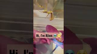 My cute Alien👽💚Stagmatoptera femoralis mantide mantises mantis [upl. by Hospers]