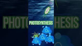 Peran Penting Phytoplankton phytoplankton microalgae reeftank shortvideo shorts short [upl. by Tigirb]