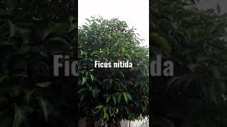 Ficus nitida [upl. by Anirbys839]