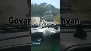 himachali trending govansh ka dhyan rakhna [upl. by Edgard]