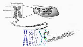 Chromosomes Forms Inside Cell [upl. by Aicela]