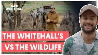 The Whitehalls vs The Wildlife  Jack Whitehall Travels With My Father [upl. by Haidebez]