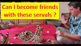 Playing with three servals Hissing and scratches [upl. by Dudley]