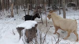 Goat Love Is In The Air  The first goat date this breeding season [upl. by Icram953]