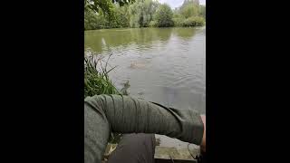 Cottington lakes part 2 🎣 carp fishing carpfishing pov fish angling fish vlog [upl. by Cami]