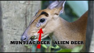 Muntjac Deer  Alien Deer [upl. by Akinas]