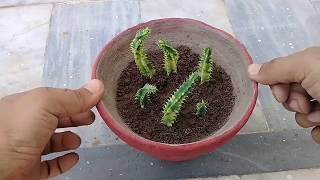 How to Grow Stapelia Variegata from Cutting  Starfish Flower  Complete Updates [upl. by Dielu]