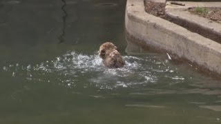 Aww Baby lions pass their swimming test at Washington zoo [upl. by Nywde]