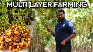 What is multi layer farming  this will change india’s future  farming engineer [upl. by Arej]