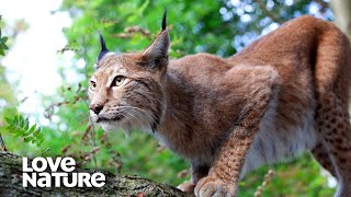 Eurasian Lynx Mother Teaches Her Kittens to Hunt  Love Nature [upl. by Muirhead]