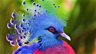 10 Most Beautiful Birds on Planet Earth 2 [upl. by Nosae]