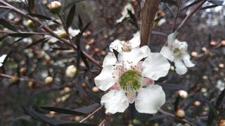 Basic Pruning Tips 9 How to uplift a shrub Crown lift [upl. by Attenreb]