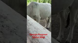 Sotera Ranch  ofw investment  Georgia cow Fregnant 100 real investment [upl. by Anet]