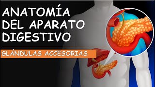 Anatomía del sistema digestivo Glándulas anexas [upl. by Ayotac]