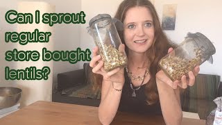 Can I sprout regular store bought lentils Experiment Sprouting lentils for beginners [upl. by Topliffe]