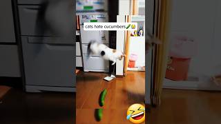 Cats hate cucumbers 😭 🥒 [upl. by Kinny]