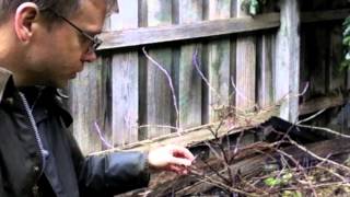 How to Prune Your Gooseberries [upl. by Munshi]