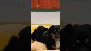 My forever puppy Oakley our school a peaceful joyful puppy in forever baby in the comments 010 [upl. by Saltsman]