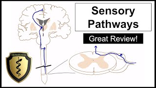 The Sensory Pathways  A Review of the Spinothalamic and Dorsal Column Tracts [upl. by Thoma]