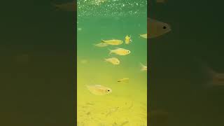 Tetra Schools feeding in River [upl. by Betteann559]